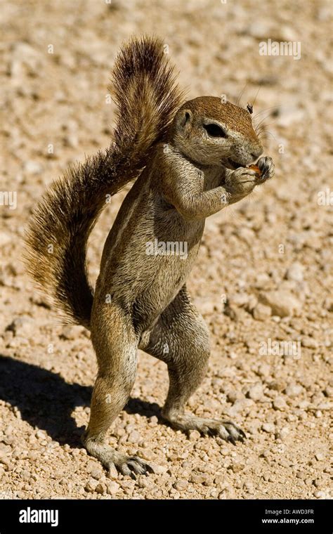 African Ground Squirrel Xerus Eating Nut Namibia Africa Stock Photo