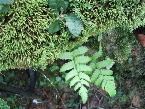 Fern Singapore Botanical Gardens Zac Newt Flickr