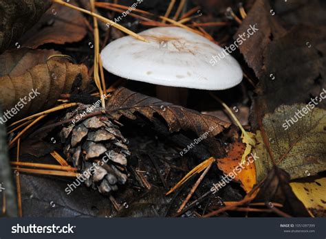 Champignons Agaricus Bisporus Mushroom Growing Rotten Stock Photo