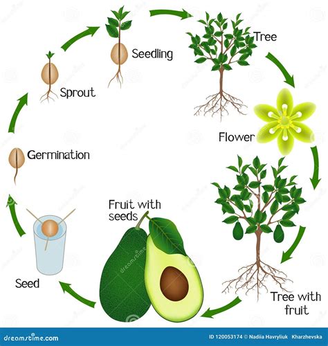 Cycle Of Growth Of Avocado On A White Background. Vector Illustration