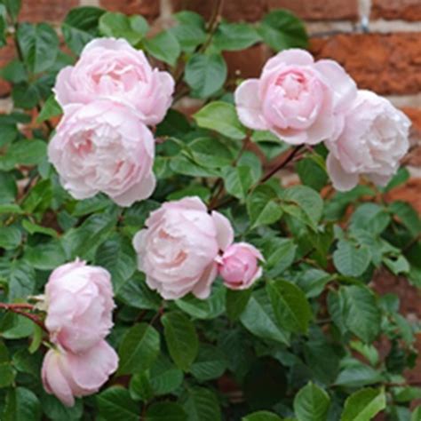 Rose The Generous Gardener L Climber David Austin Roses Polhill