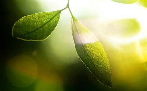 Wallpaper Sunlight Leaves Nature Grass Branch Green Yellow Dew