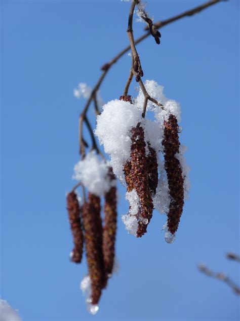 Bildet tre natur gren blomstre snø kald vinter anlegg himmel