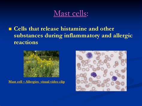Connective Tissue Ct The Excitement Is Building Ppt Download