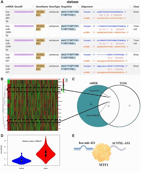 Two Lncrna Signatures With Cuproptosis As A Novel Prognostic Model And