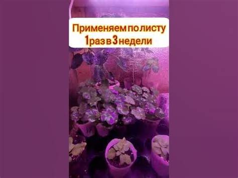 супер средство для рассады - YouTube