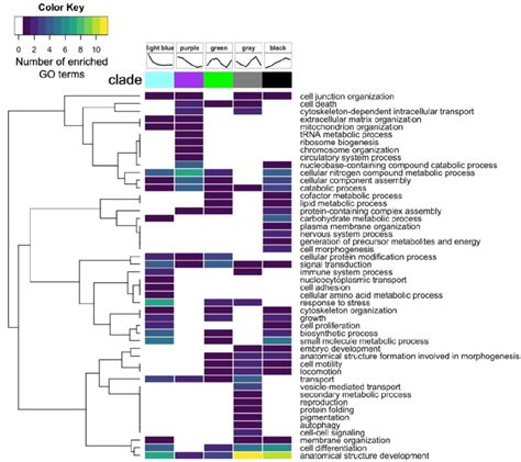 Summary Of Biological Processes Represented By Enriched Gene Ontology Download Scientific