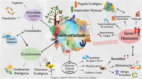 Mapa Mental Sobre Biodiversidade Yalearn The Best Porn Website