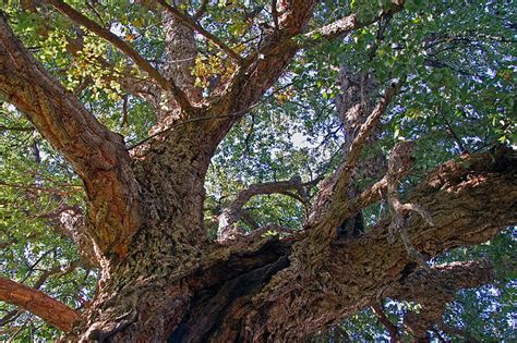 Безкоштовні фото: дуб, Корк, Дуб корковий, вічнозелених, дерево, дерева ...