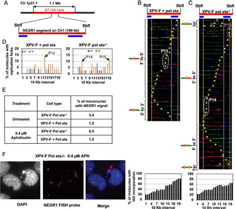 Translesion Polymerase Eta Both Facilitates DNA Replication And