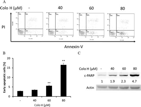 The Induction Of Apoptosis In H1650 Cells By Colo H A And B The