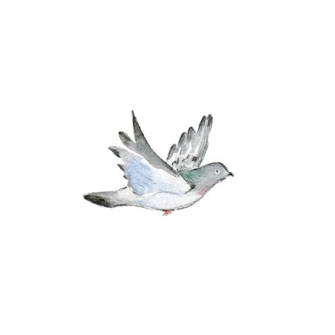 animated dove gif #rabbithouses | Pigeon tattoo, Fly drawing, Bird gif