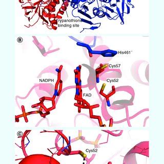 The Crystal Structure Of Trypanothione Reductase From Leishmania