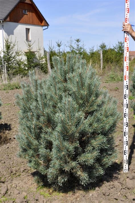 Pinus Sylvestris Watereri Borovice Starkl Zahradn K Spol S R