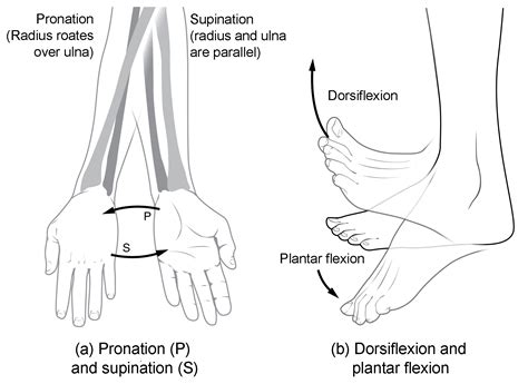 Types Of Body Movements Anatomy And Physiology I Study Guides