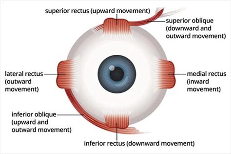 Macular Degeneration Treatment · Top Eye Doctor · Ophthalmologist NYC