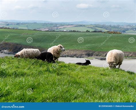 Pastagem De Ovinos Algumas Ovelhas Em Pastagem Pastoreio Gratuito