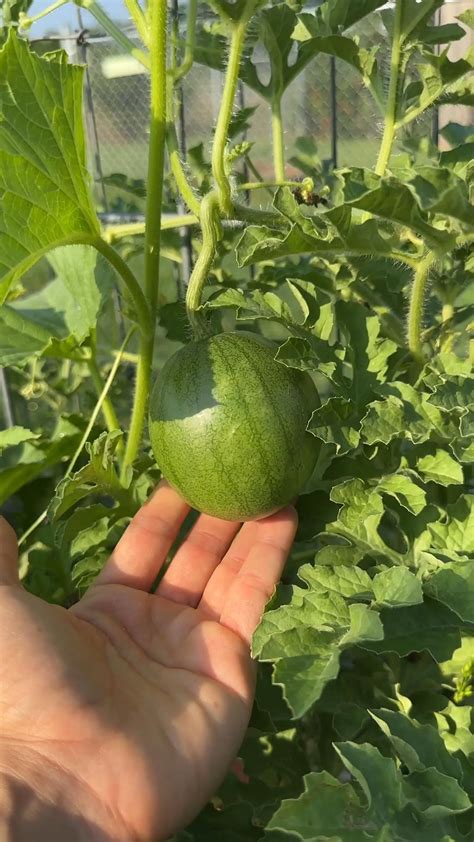 How To Hand Pollinate Cucumbers Artofit