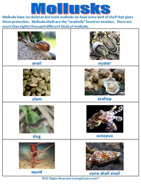 Super Subjects Super Science Life Science Animal Groups Mollusks