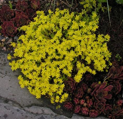 Sedum Acre Aureum North American Rock Garden Society