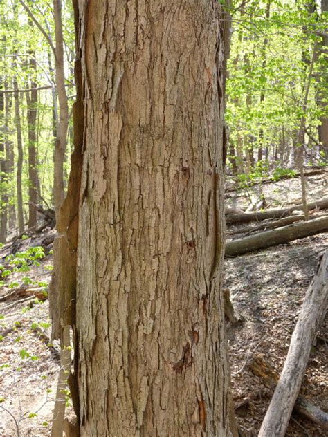 Sugar Maple Bark Identification