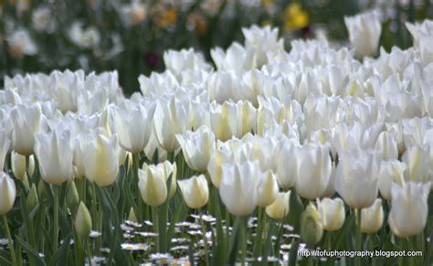 Tofu Photography White Tulips