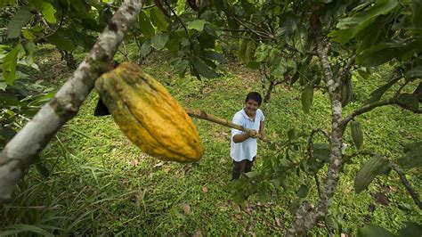 El Precio Del Cacao Supera Por Primera Vez Los USD 9 000 La Tonelada