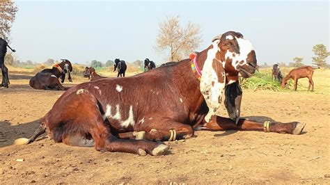 Babu Pathan Ki Pure Amritsari Beetal N Nagra Goats Goatfarming Goats