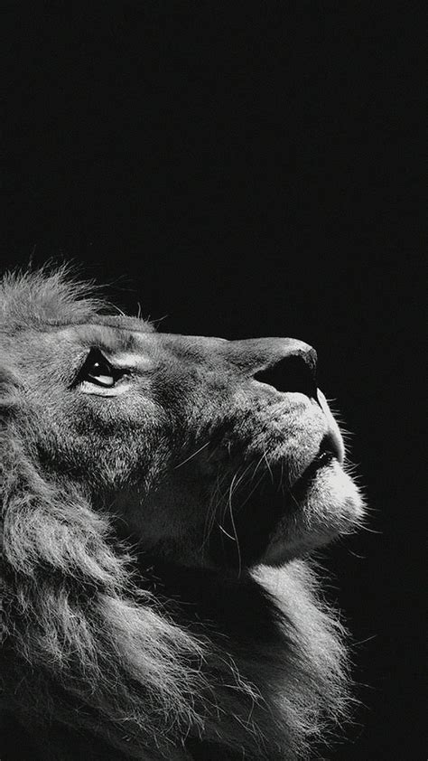 Top Imagen Imagenes De Leones Para Fondo De Pantalla Hd Abzlocal Mx