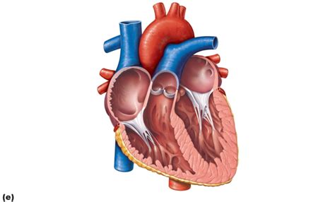 Left Side Of Heart Diagram Quizlet