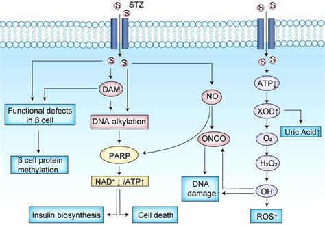 Principles Of Stz Induction Of T D Stz Streptozotocin T D Type