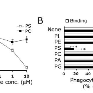 Stabilin Is Recruited To The Sites Of Apoptotic Cell Recognition And