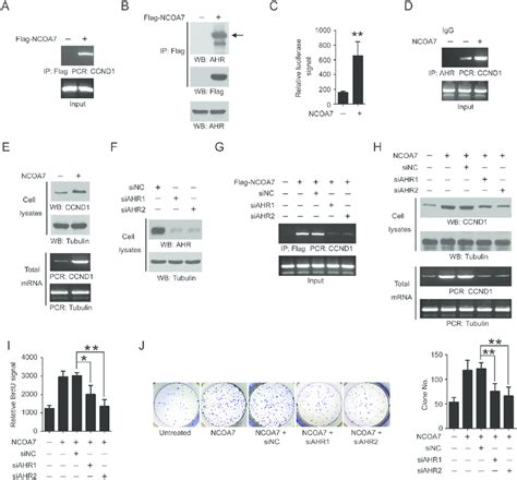 Ncoa7 Regulates Cell Proliferation By Activating Ahr A Hsc 3 Cells Download Scientific