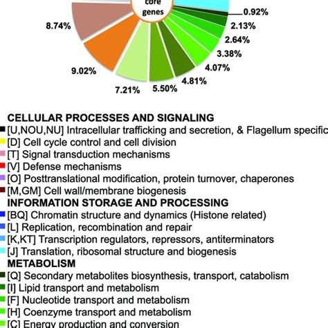 Cog Functional Classification Of Cc30 S Aureus Core Genome Download