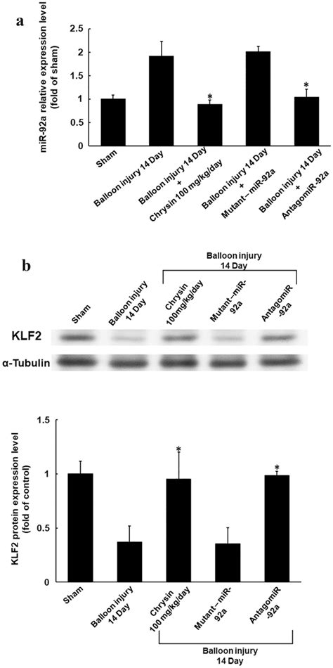 Molecular Regulation Of Mir 92a By Chrysin Treatment After Balloon Download Scientific Diagram