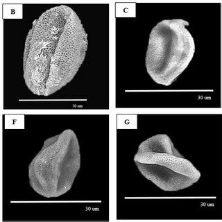 Sem Micrographs Of Pollen Grains Of Callicarpa A B C Pedunculata