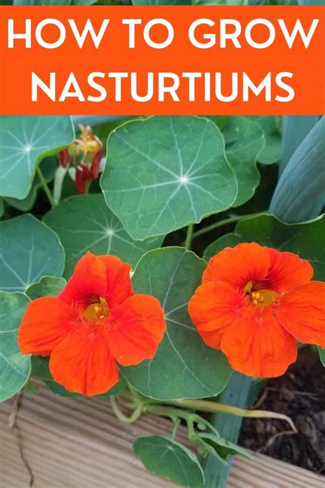 How To Grow Nasturtiums A Guide To Planting Growing And Harvesting Nasturtium Plants