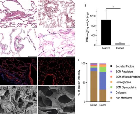 Decellularization Produces Acellular Scaffolds With Preserved Ecm