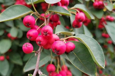 21 of the Best Cotoneaster Varieties | Gardener’s Path