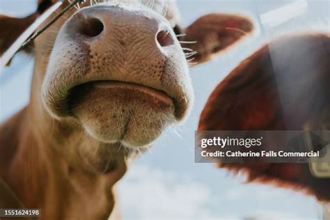 161 Flared Nostril Stock Photos High Res Pictures And Images Getty