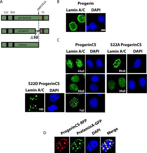 Permanent Farnesylation Of Lamin A Mutants Linked To Progeria Impairs