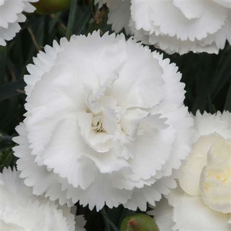 Dianthus Hardy Carnation Our Plants Kaw Valley Greenhouses