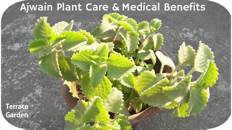 Ajwain Plants Care Ajwain Uses And Benefits Terrace Garden Youtube