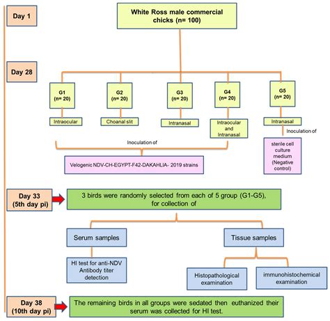 Pathogenesis Of Velogenic Genotype Vii 1 1 Newcastle Disease Virus Isolated From Chicken In