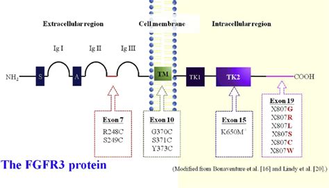 Fgfr Protein Structure And Reported Locations Of Fgfr Gene Mutations