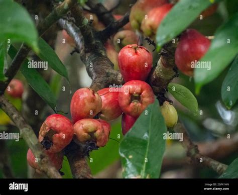 Pumarosa Tree