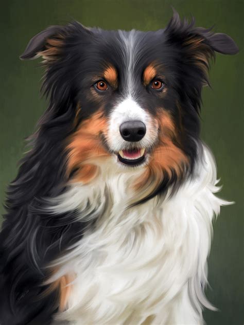 Tri Colored Border Collie Portrait Digital Art by SharaLee Art - Pixels