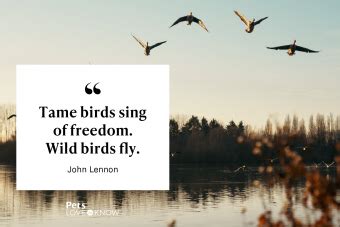 50+ Bird Quotes That Will Sing to Your Soul | LoveToKnow Pets