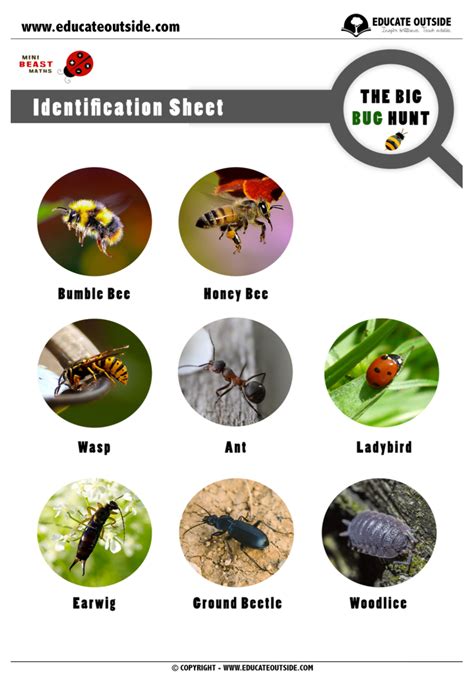 Mini-beast / Insect Identification Sheets / Guide - Educate Outside ...