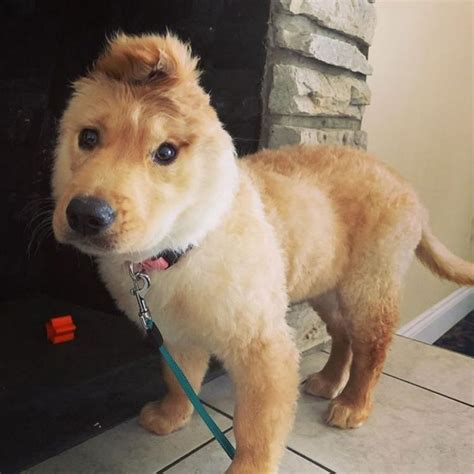 Ce chiot a une seule oreille à cause dune blessure à la naissance et